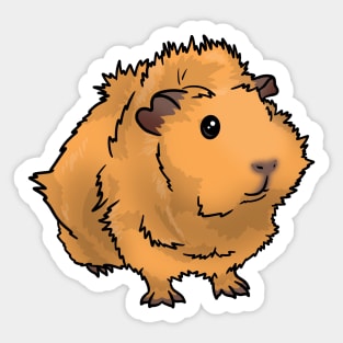 Saffron Gold Abyssinian Guinea Pig Sticker